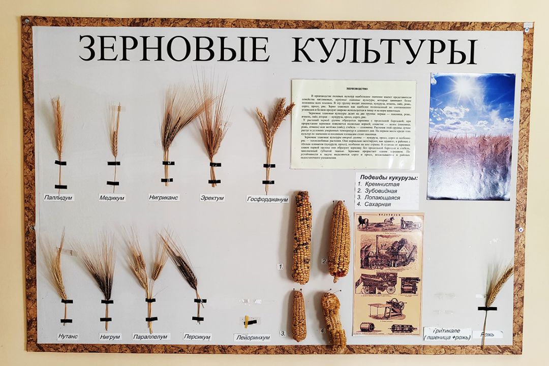 Виды зерновых культур